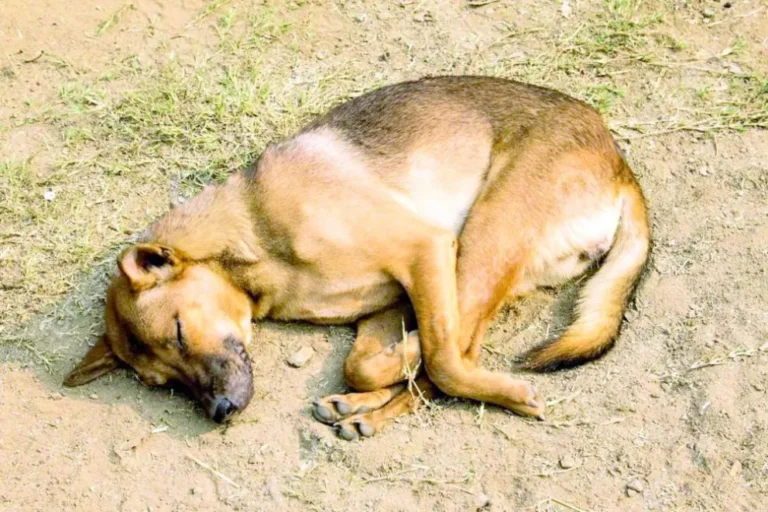 Allanamiento en Rawson: rescatan dos perros víctimas de maltrato animal
