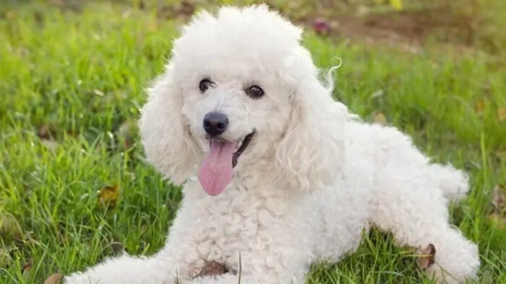 Se cumplieron 36 años de una tragedia insólita: un caniche cayó del piso 13 y murieron tres personas