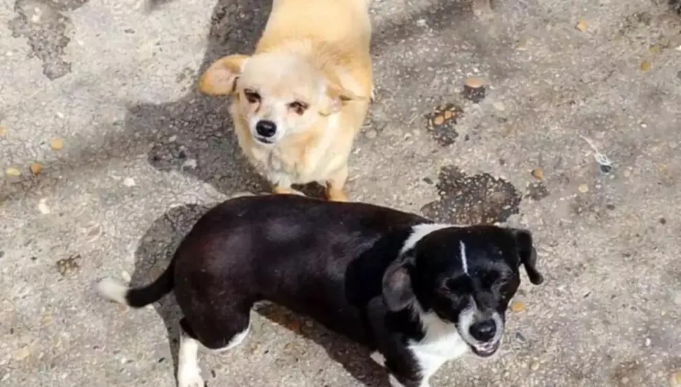 Madryn: buscan hogar para 15 perritos que quedaron solos tras la muerte de su cuidador