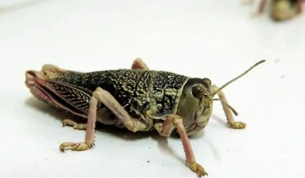 La Patagonia en alerta fitosanitaria por la detección de Tucura sapo