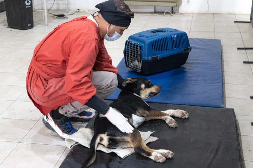 Comodoro se sumó a la mayor jornada de castración masiva de América Latina