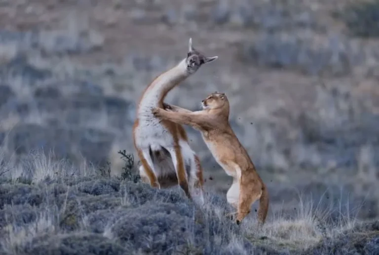 La Policía le disparó a pumas para ahuyentarlos en los rastrillajes