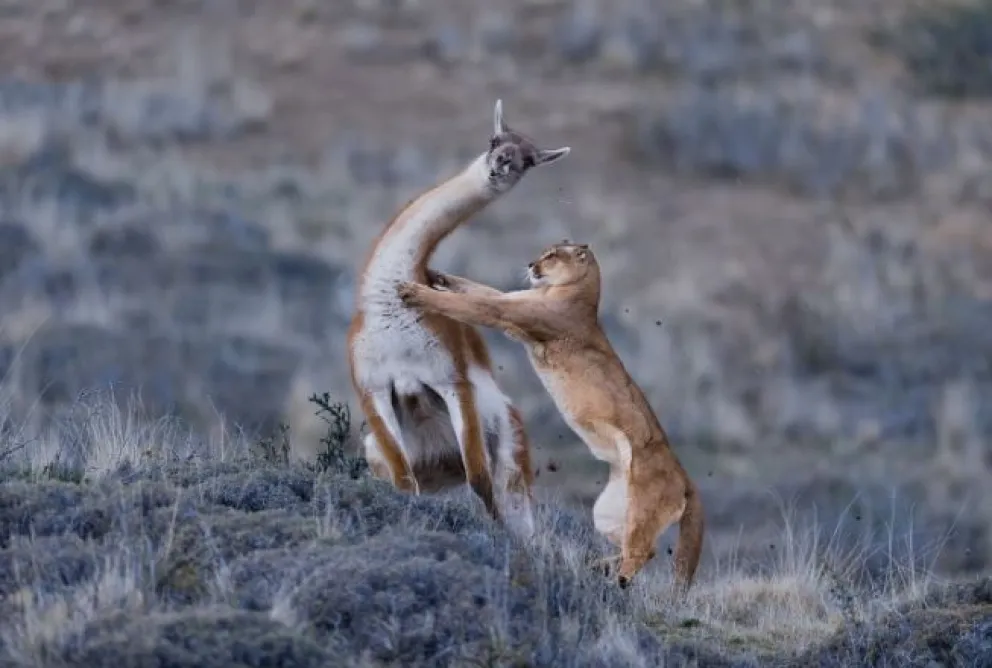 La Policía le disparó a pumas para ahuyentarlos en los rastrillajes