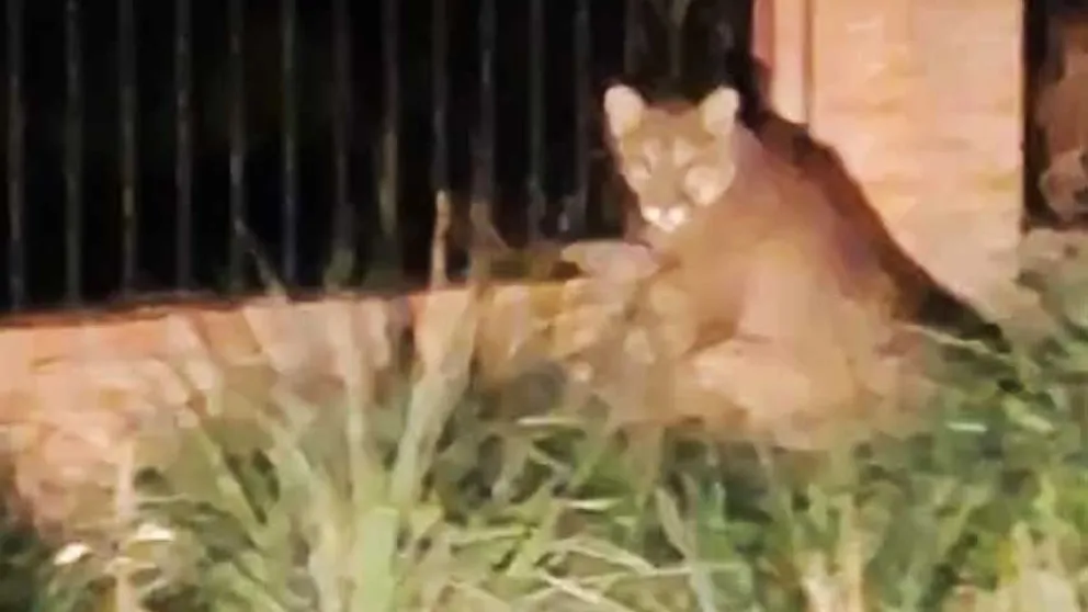 El puma avistado en Trelew se dirige a Comodoro