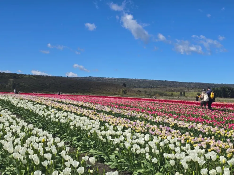 Chubut acompañó la apertura de la temporada de tulipanes 2025 en Trevelin