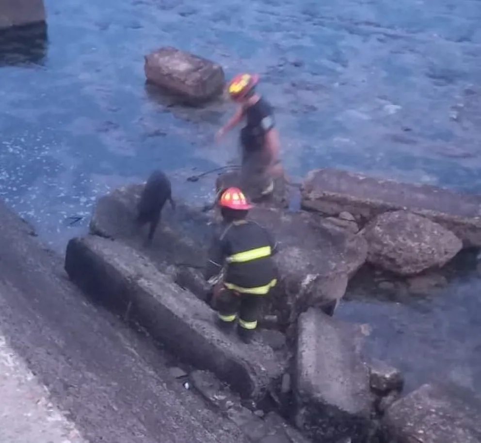 Bomberos rescataron a un perro que había quedado atrapado al subir la marea