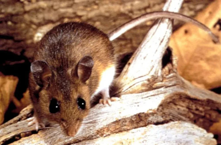 Confirmaron un caso de Hantavirus en Corcovado