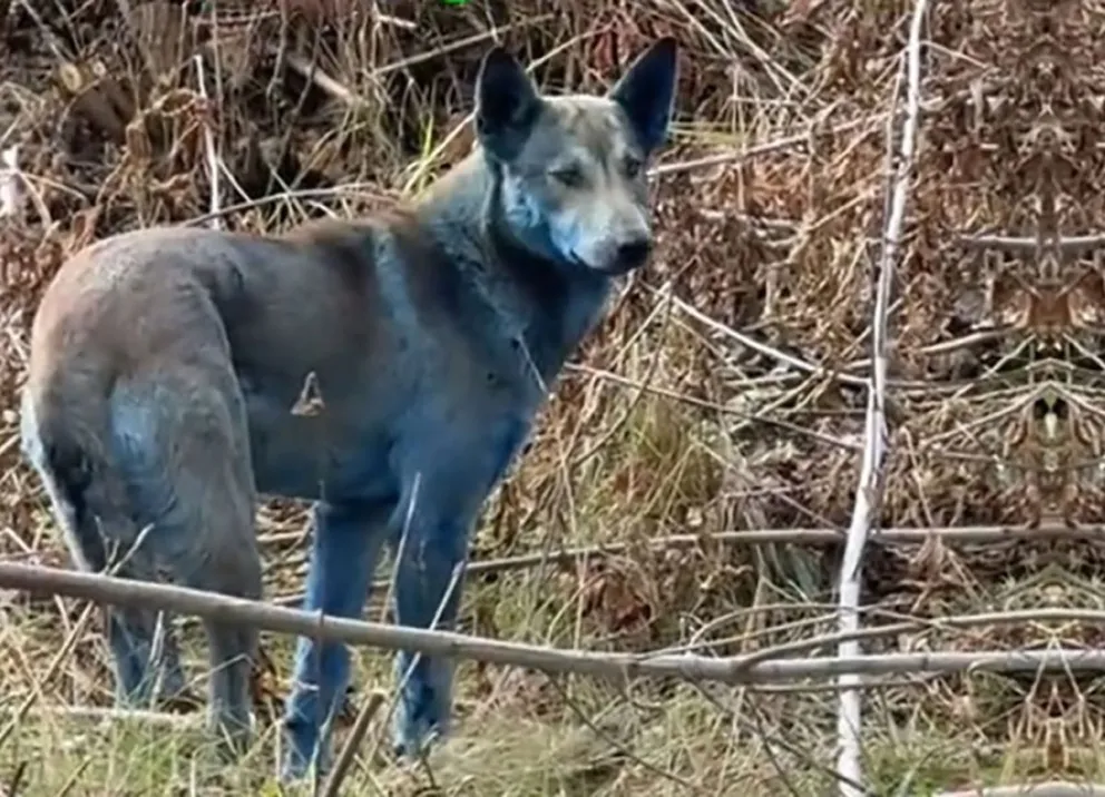 Perros con pelaje azul: un misterio en la zona de exclusión de Chernobyl