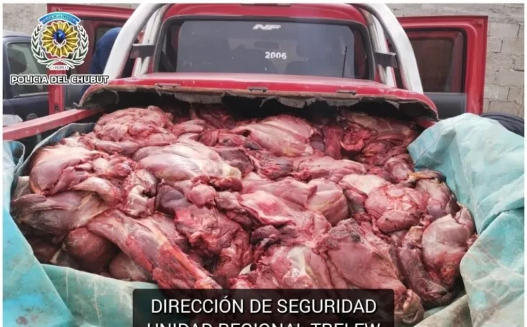 Incautan 1500 kilos de carne de guanaco y decomisan camioneta por irregularidades