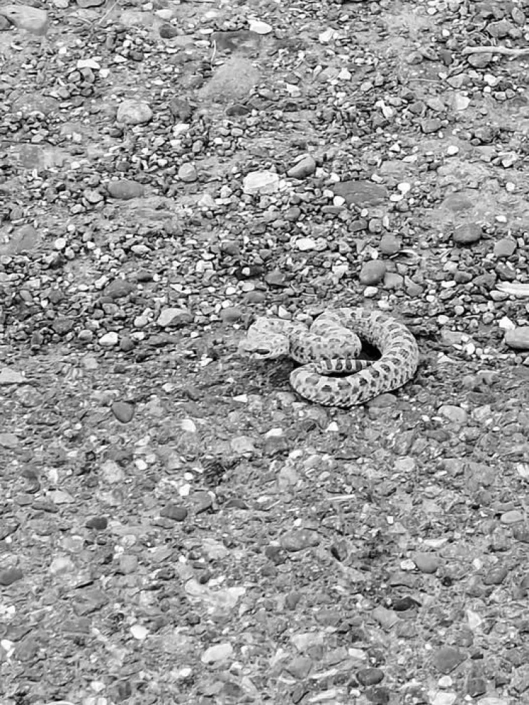 Comodoro: apareció una serpiente cerca de la senda peatonal del Aeropuerto