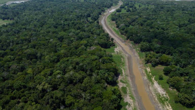 El crimen organizado, gran amenaza para la Amazonía