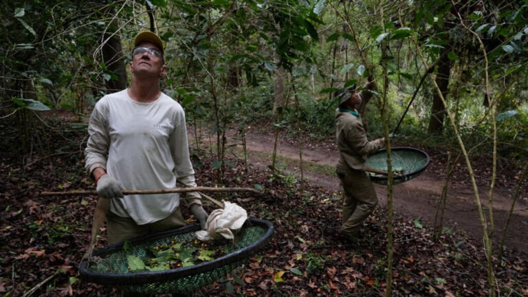 Desde açaí, hasta hostias: estos son los productos ahora (casi) libres de arancel en EE. UU.