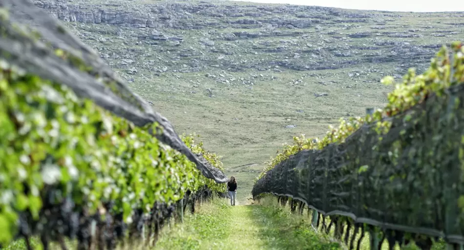 El Gobierno desregula la industria del vino: eliminó 973 normas