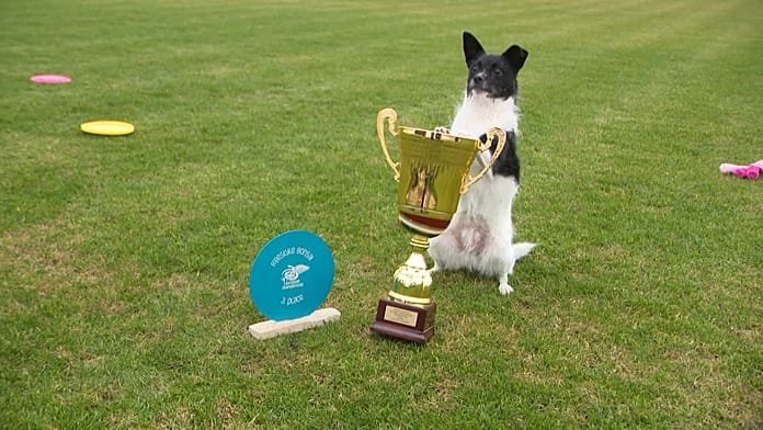 El perro de refugio Flying Cake Beza, coronado campeón de Europa de frisbi