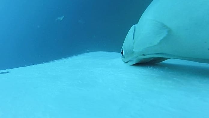 Imágenes poco comunes muestran rémoras surfeando sobre ballenas jorobadas frente a Australia