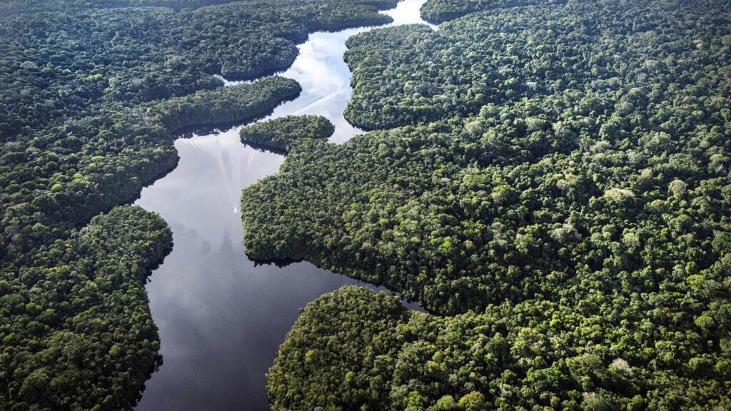 ¿Qué es el Fondo Bosques Tropicales para Siempre que se lanza en la COP30?