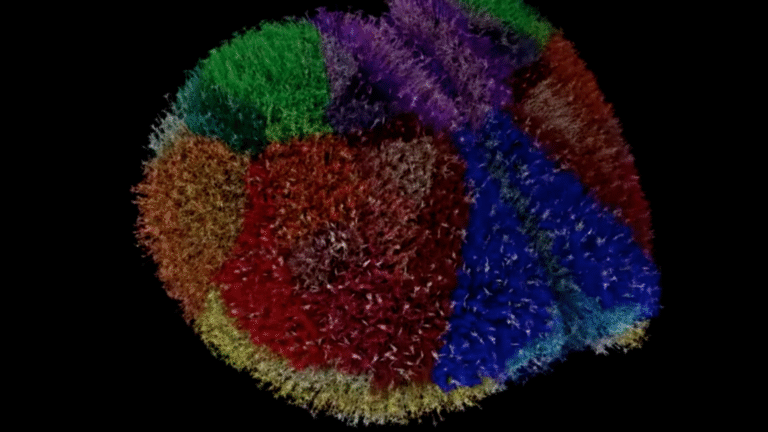 Así funciona el cerebro digital "más preciso" creado con un supercomputador