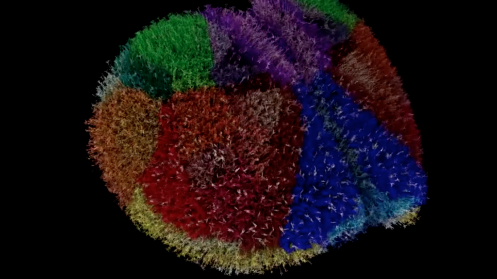 Así funciona el cerebro digital "más preciso" creado con un supercomputador