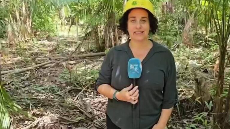 Pará, la cuna del açaí que florece entre las aguas del Amazonas