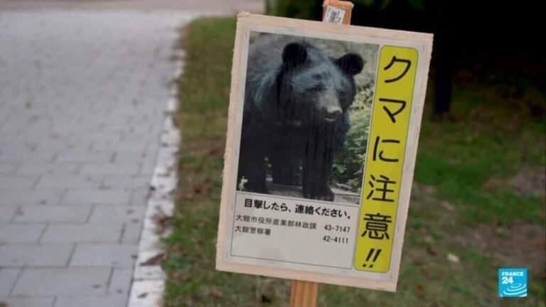Crecen los ataques de osos en Japón: 13 muertes en lo que va del 2025