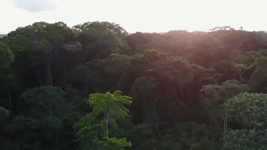 El gran bosque del Congo: un macizo vital en el planeta amenazado por la deforestación