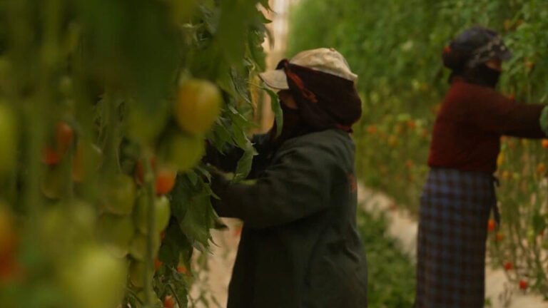 Tomates marroquíes: el lado oscuro de las megagranjas de Agadir