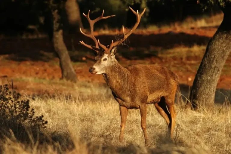 Río Limay: un ciervo sorprende al cruzar sus aguas nadando este domingo