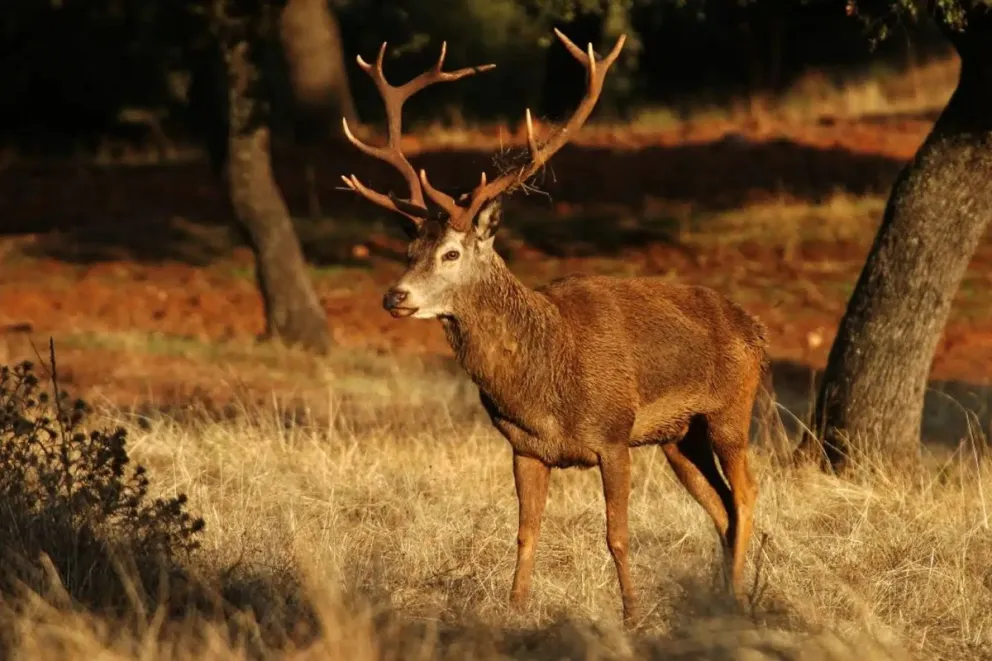 Río Limay: un ciervo sorprende al cruzar sus aguas nadando este domingo