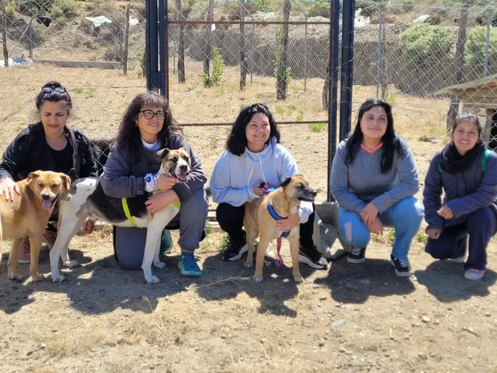 Buscan adoptantes para los perros que están en el Centro de Salud Animal