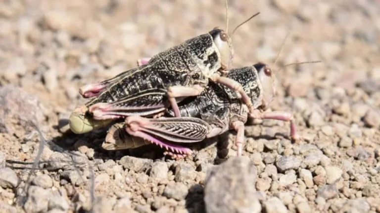 Buscan producir harina de tucura para reducir el impacto de la plaga