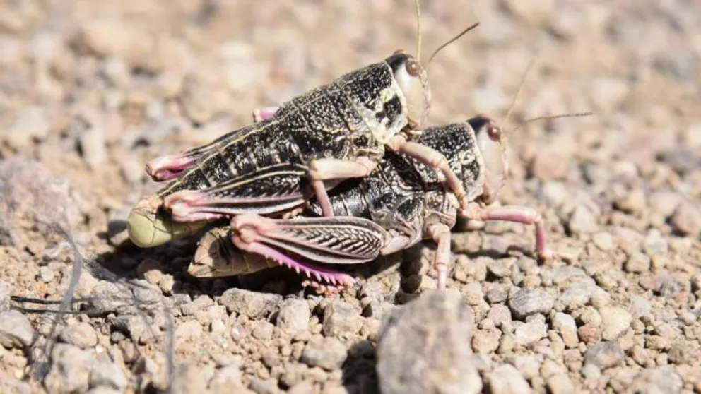 Buscan producir harina de tucura para reducir el impacto de la plaga