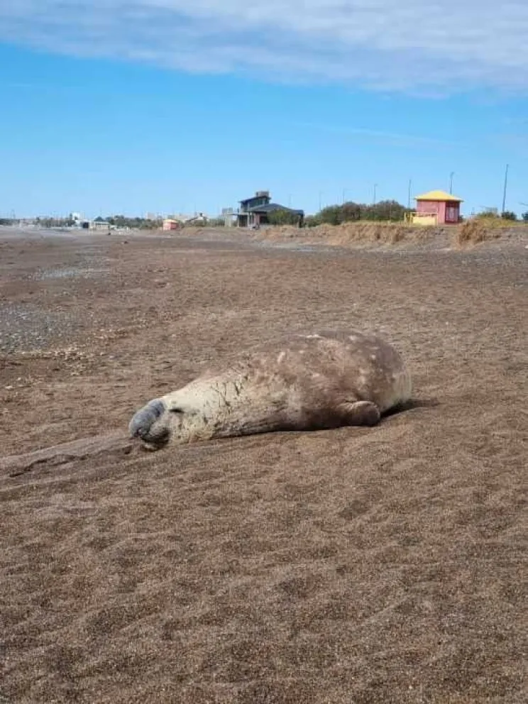Resguardan elefantes marinos en Playa Unión tras intervención de la Fiscalía