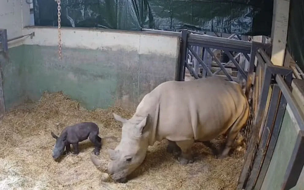 Un hito en la conservación: nació un cría de rinoceronte blanco en Valencia