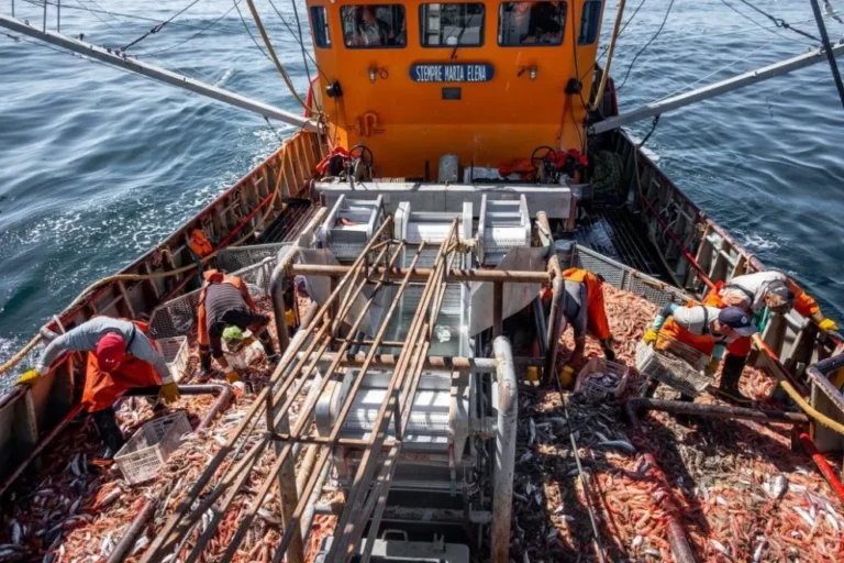 Arranca la temporada de langostino en Chubut