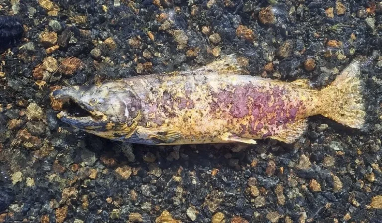 Científicos del CENPAT estudian la expansión de salmón Chinook en la Patagonia