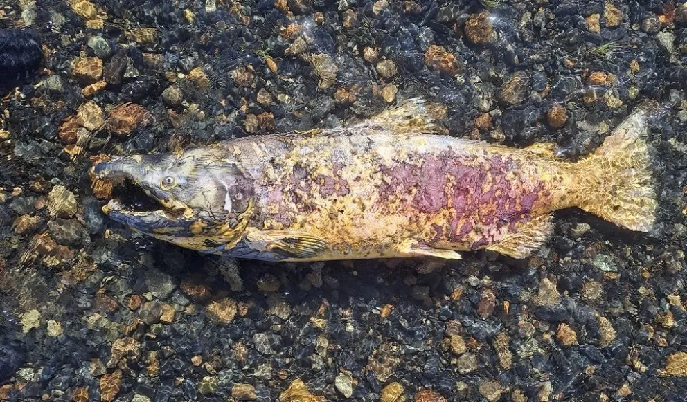 Científicos del CENPAT estudian la expansión de salmón Chinook en la Patagonia