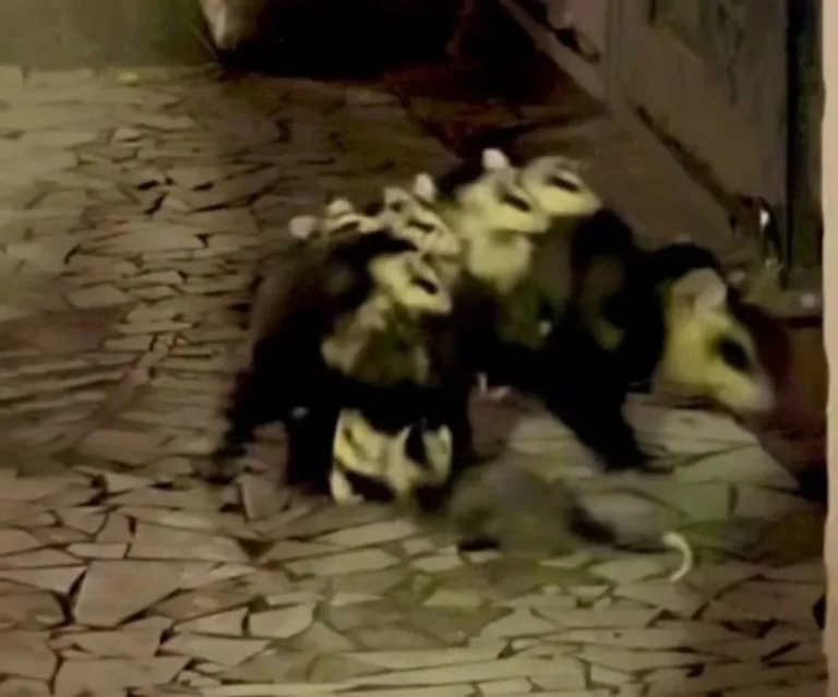 Celeste Cid y Santiago Korovsky se cruzaron con una zarigüeya cargando a sus crías en plena calle