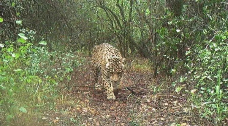 Buscan a la yaguareté Acaí en El Impenetrable Chaqueño: ofrecen $250 millones de recompensa
