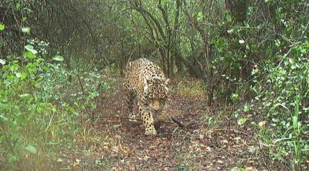 Buscan a la yaguareté Acaí en El Impenetrable Chaqueño: ofrecen $250 millones de recompensa