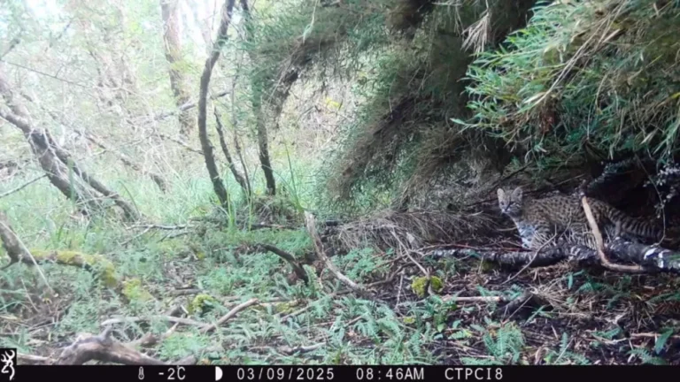 Atropellaron a un gato huiña en Paso Cardenal Samoré