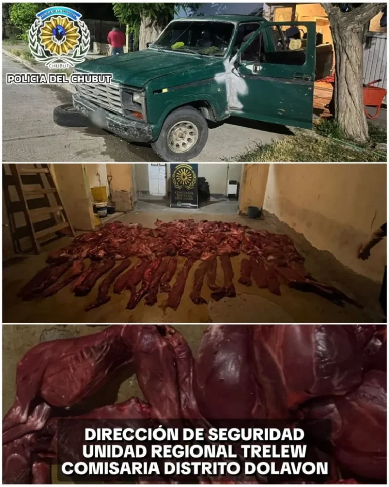 Secuestran 200 kilos de carne de guanaco en control vehicular en Ruta 25