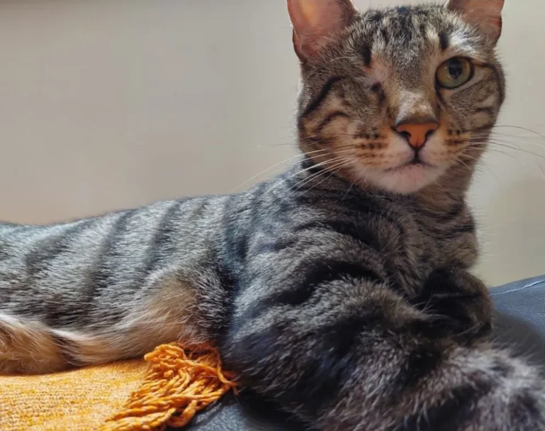 Entraron a robar en una casa y se llevaron al gato de la familia