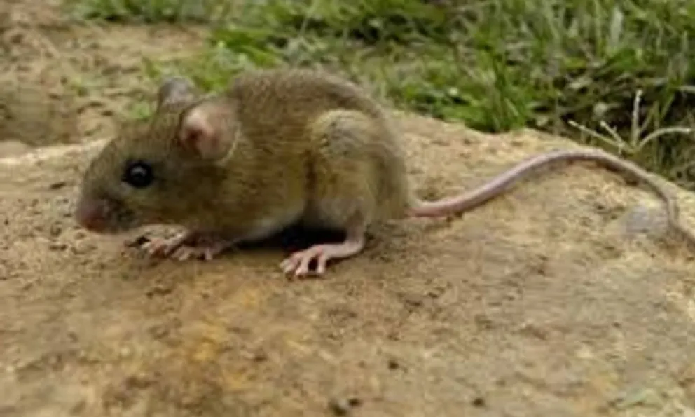 Bariloche: confirmaron un caso de hantavirus