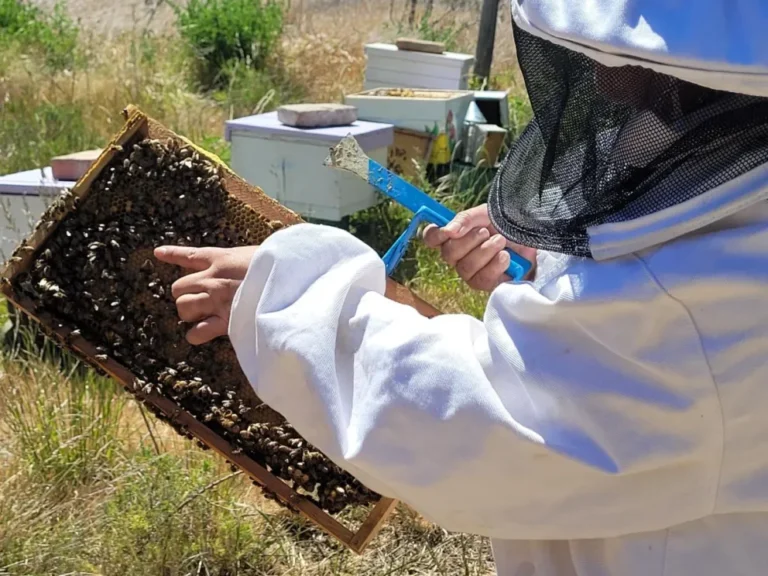Abejas en Comodoro: producción, cuidado y rescate de una especie en peligro de extinción