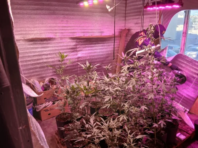 Tenían un "indoor" de marihuana en uno de los departamentos de las 1008