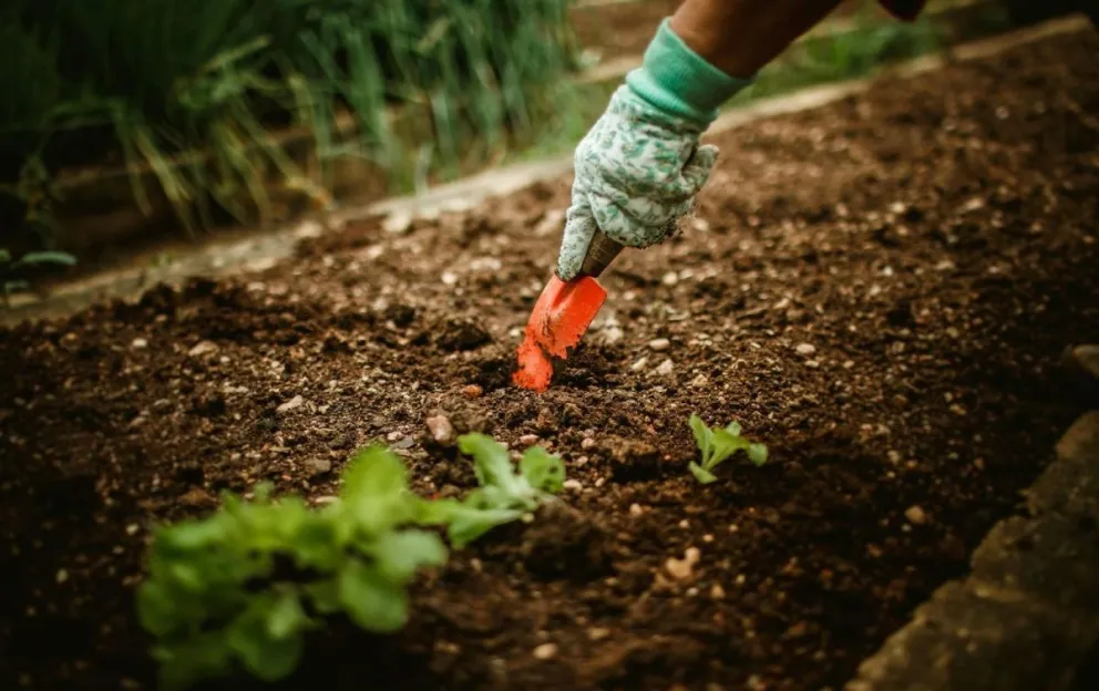 Rada Tilly ofrece taller gratuito de huerta orgánica biointensiva