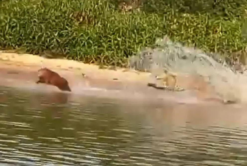 Un carpincho escapa de un jaguar en una escena impactante que se volvió viral