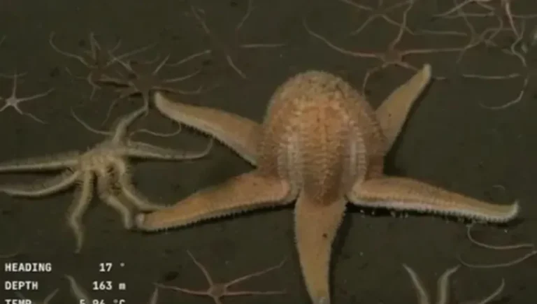 CONICET registra inédita incubación de estrella de mar en Talud Patagónico