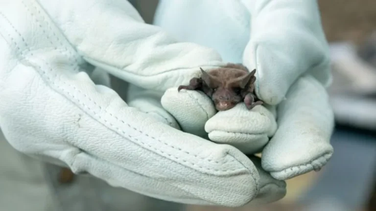 Zoonosis activa protocolo de vacunación por rabia en murciélagos en Trelew y Rawson