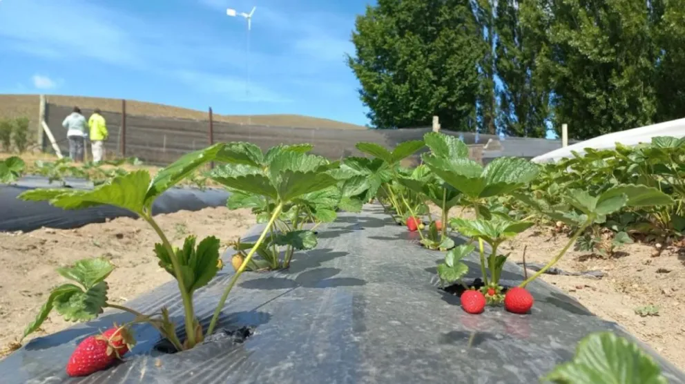 "Frutillas del Viento", el proyecto del INTA Esquel y Fundación 500RPM que fue reconocido en el Senado